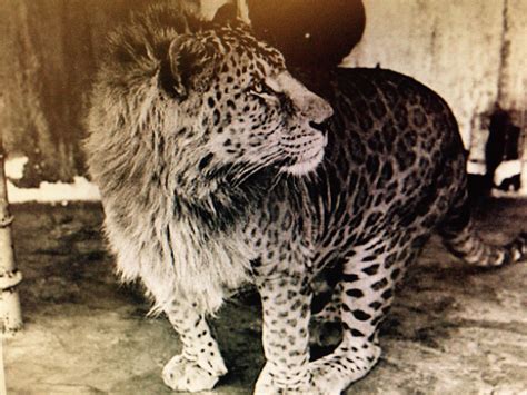 leopard and lion hybrid